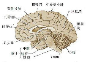 脑瘤早期症状有哪些呢 脑瘤的症状